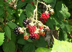 [photo, Black Raspberries, Baltimore, Maryland]