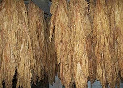 [photo, Dried tobacco, Mount Harmon Plantation, 600 Mt. Harmon Road, Earlville (Cecil County), Maryland]