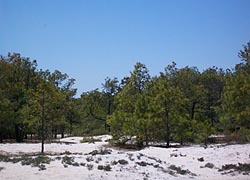 [photo, Loblolly pine forest, Assateague Island National Seashore (Worcester County), Maryland]