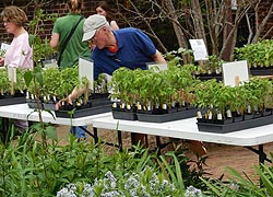  [photo, Plant sale, William Paca House & Garden, Annapolis, Maryland]