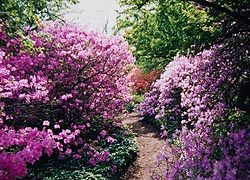  [photo, Azaleas, Ladew Topiary Gardens, 3535 Jarrettsville Pike, Monkton, Maryland]