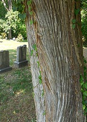 [photo, Red Cedar (Juniperus virginiana) at cemetery, Owings (Anne Arundel County), Maryland]