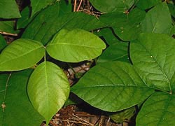  [photo, Poison Ivy (Toxicodendron radicans), Glen Burnie, Maryland]