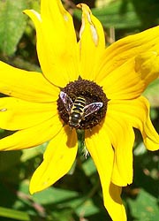  [photo, Hoverfly (Syrphidae) on Brown-eyed Susan (Rudbeckia triloba L.), Monkton, Maryland]