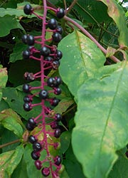  [photo, American Pokeweed <i>(Phytolacca americana L.),</i> Crownsville, Maryland]