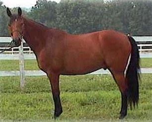 Bay Thoroughbred Horse