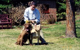 [photo, Two Chesapeake Bay Retrievers (brown on left, deadgrass color on right), Annapolis, Maryland]