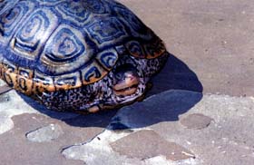 [photo, Diamondback Terrapin (view of upper shell and retracted head), Annapolis, Maryland]