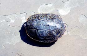 [photo, Diamondback Terrapin (view of upper shell), Annapolis, Maryland]