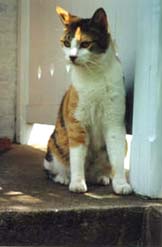 [photo, Young calico cat]