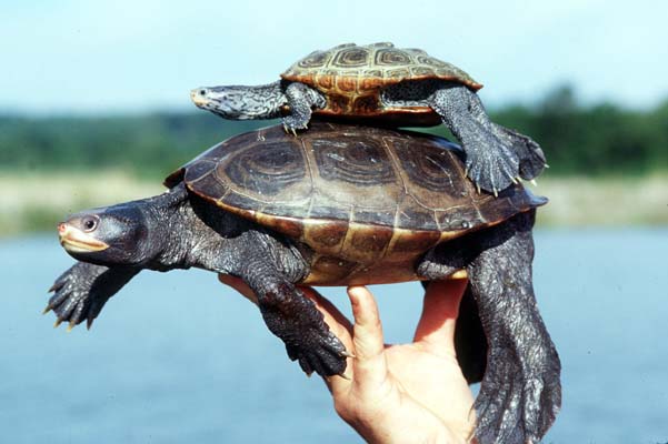 Diamondback Terrapin, Maryland State Reptile