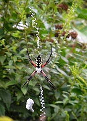 [photo, Black and Yellow Garden Spider (Argiope aurantia), Glen Burnie, Maryland]