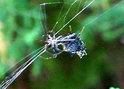 [photo, Spined Micrathena Spider, Baltimore, Maryland]