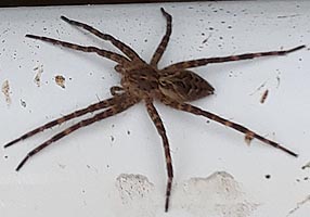 [photo, Fishing Spider (Dolomedes spp.), Back Creek, Annapolis, Maryland]