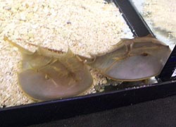 [photo, Horseshoe Crabs (order Xiphosura), Dept. of Natural Resources exhibit, Maryland State Fair, Timonium, Maryland]