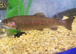 [photo, Rainbow Trout (Oncorhynchus mykiss), Dept. of Natural Resources exhibit, Maryland State Fair, Timonium, Maryland]