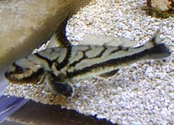 [photo, Northern Kingfish (Menticirrhus saxatilis), Assateague Island Visitor Center, Maryland District, 11800 Marsh View Lane, Berlin, Maryland]