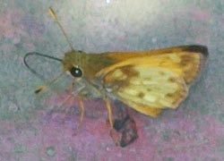 [photo, Zabulon Skipper butterfly (Poanes zabulon), Baltimore, Maryland]