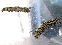 [photo, Monarch butterfly caterpillars (Danaus plexippus), Dept. of Natural Resources exhibit, Maryland State Fair, Timonium, Maryland]