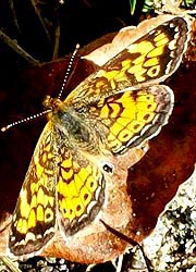 [photo, Pearl Crescent butterfly (Phyciodes tharos), Monkton, Maryland]