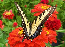 [photo, Eastern Tiger Swallowtail butterfly (Papilio glaucus), Monkton, Maryland]