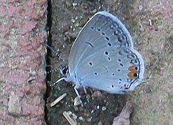 [photo, Eastern-tailed Blue butterfly (Cupido comyntas), Baltimore, Maryland]