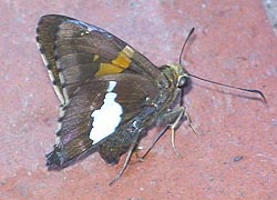 [photo, Silver-spotted Skipper butterfly (Epargyreus clarus), Baltimore, Maryland]