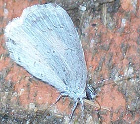 [photo, Spring Azure (Celastrina ladon) butterfly, Baltimore, Maryland]