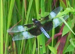 [photo, Widow Skimmer (Libellula luctuosa) dragonfly, Monkton, Maryland]