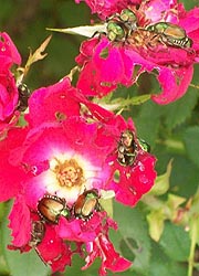 [photo, Japanese Beetles (Popillia japonica) eating roses, Monkton, Maryland]
