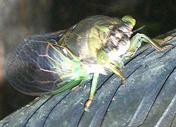 [photo, Cicada (Auchenorrhyncha), Baltimore, Maryland]