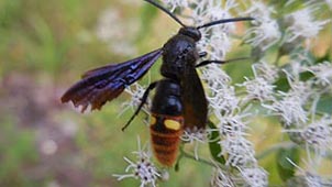 [photo, Blue-winged Wasp (Scolia dubia), Glen Burnie, Maryland]