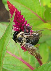 [photo, Bumblebee (Bombus), Thurmont, Maryland]