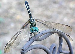 [photo, Blue Dasher Dragonfly (Pachydiplax lonipennis), Baltimore, Maryland]