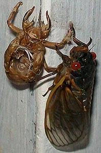 [photo, Cicada (Cicadoidea) and its exuvia (exoskeleton), Baltimore, Maryland]