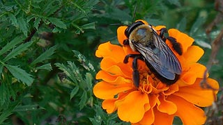 [photo, Carpenter bee (ylocopa virginica) on Mexican sunflower, Kinder Farm Park, Millersville, Maryland]