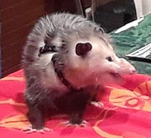 [photo, Virginia Opossum (Didelphis virginiana), Irvine Nature Center exhibit at Ladew Topiary Gardens, 3535 Jarrettsville Pike, Monkton, Maryland]