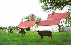 [photo, Grazing cows, farmland, Frederick County, Maryland]