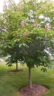 [photo, Horse Chestnut trees (Aesculus hippocastanum), University of Maryland Baltimore County, Baltimore, Maryland]