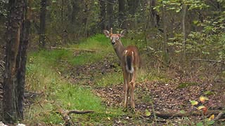 [photo, Young White-tailed Deer (male), Glen Burnie, Maryland]