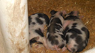 [photo, Piglets, Kinder Farm Park, Millersville, Maryland
