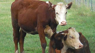 [photo, Cattle, Kinder Farm Park, Millersville, Maryland