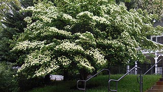 [photo, Flowering Dogwood (Cornus florida), Park Ave., Ellicott City, Maryland]