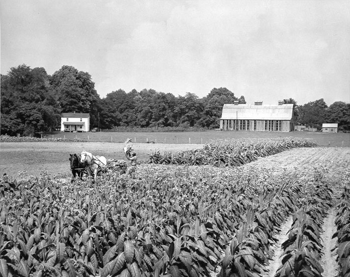 Farm on Bay Ridge Ave., 1956
