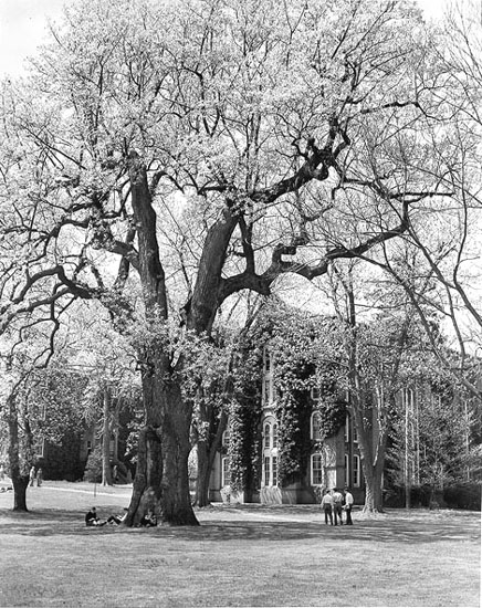 The Liberty Tree, 1950