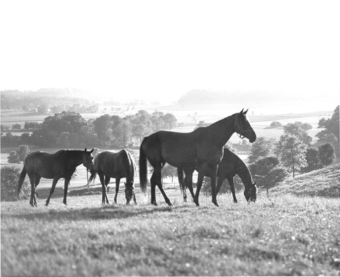 Thoroughbred horses at Sagamore Farms, Baltimore County, MD, 1955