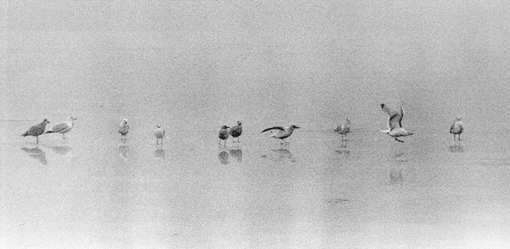 Seagulls on the ice, 1970