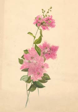Study of Pink Flowers 