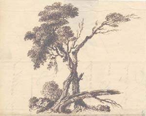 Study of Trees 