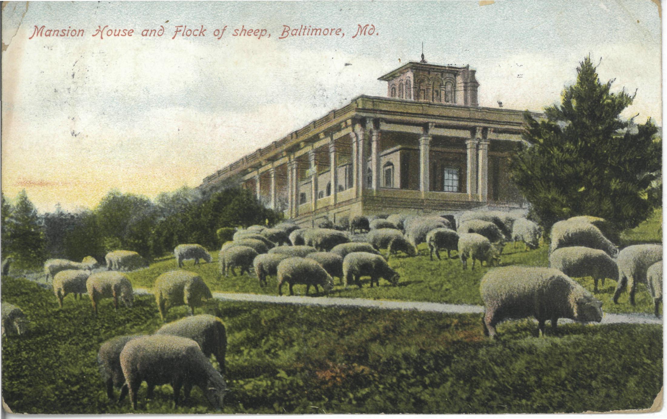 Postcard of Sheep and Mansion House in Druid Hill Park